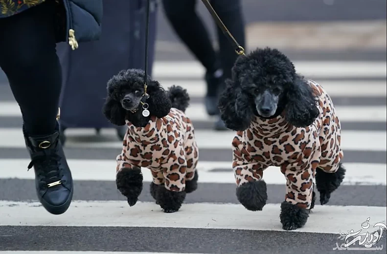 نمایشگاه سالانه سگ در بیرمنگام انگلیس/ PA